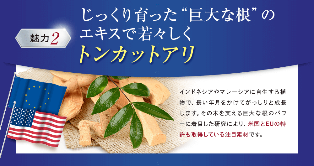 魅力：トンカットアリ